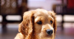 Hip Dysplasia and Dogs