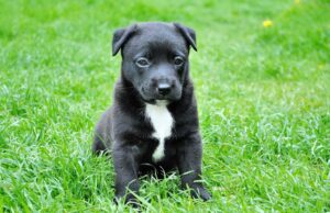 Kind-hearted Cat Nurses Sick Animals Better