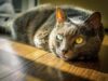 8 Funny Facts About your Furry Feline Friend