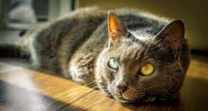 8 Funny Facts About your Furry Feline Friend