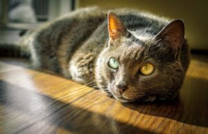 8 Funny Facts About your Furry Feline Friend