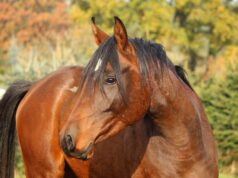 Protect Horses from Cruel Entertainment on World Animal Day