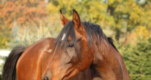 Protect Horses from Cruel Entertainment on World Animal Day