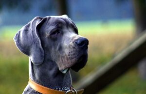 Banning Cats As Pets in the Next 10 Years